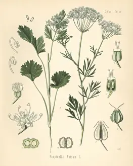 Anise or aniseed, Pimpinella anisum