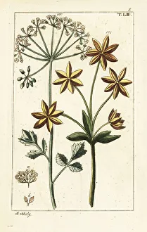Seeds Prints: Anise or aniseed, Pimpinella anisum