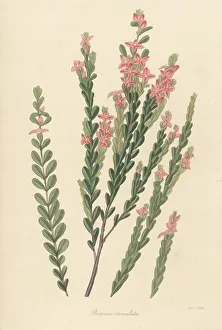 Magazine Of Botany Prints: Aniseed boronia, Boronia crenulata