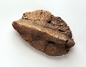 Ankylosauria Gallery: Ankylosaur skin nodule