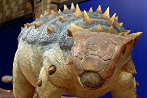 Dinosauria Collection: Ankylosaurus