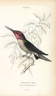 Anna Collection: Annas hummingbird, Calypte anna