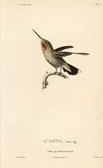 Colibris Collection: Annas hummingbird, Calypte anna, juvenile