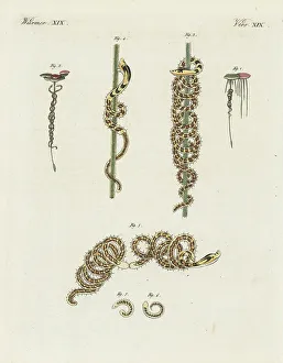 Annelid species, Ophidonais serpentina