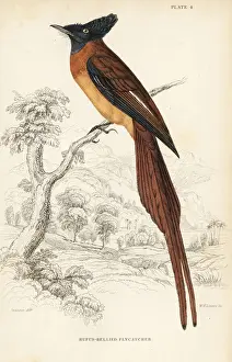 Annobon paradise flycatcher, Terpsiphone smithii. Vulnerable