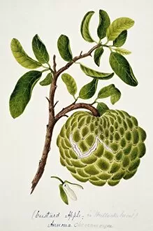 Annonaceae Gallery: Annona cheremoya, custard apple