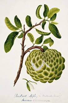 Annona Gallery: Annona cheremoya, custard apple