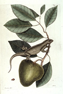 Lepidosaur Gallery: Annona glabra, pond apple