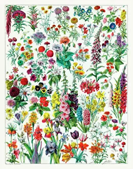 Gardening Collection: Annual and Biannual flowers