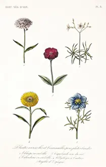 Annual and biannual plants