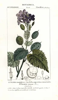 Annua Gallery: Annual honesty, Lunaria annua