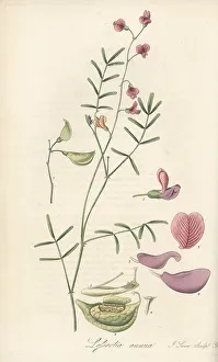 Annual lessertia, Lessertia annua