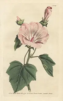 Williamcurtis Prints: Annual mallow, Malva trimestris