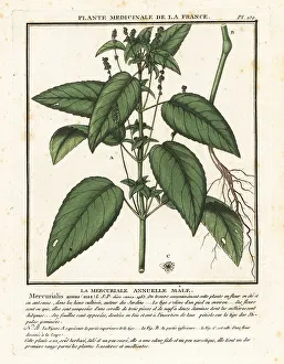 Annual mercury, Mercurialis annua