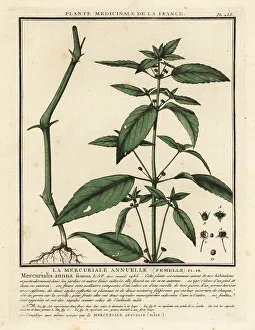 Colour Printing Prints: Annual mercury, Mercurialis annua