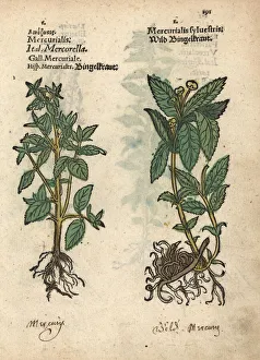 Annua Gallery: Annual mercury, Mercurialis annua, and dog