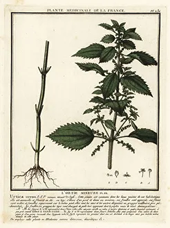 Colour Printing Prints: Annual nettle, Urtica urens