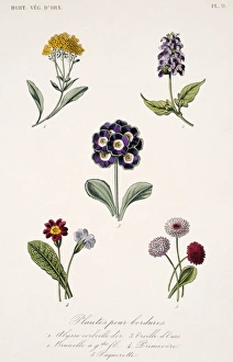 Brassicales Gallery: Annuals and biannual plants
