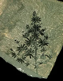 Polypodiophyta Prints: Annularia sphenophylloid, fossil horsetail