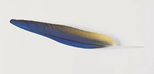 Anodorhynchus hyacinthinus, hyacinth macaw