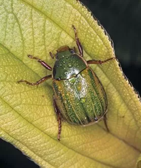 Anomala Gallery: Anomala sp. chafer beetle