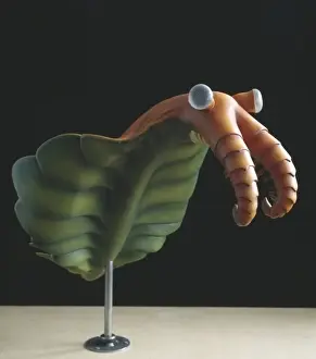 Anomalocaris canadensis