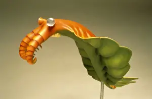 Predator Prints: Anomalocaris model