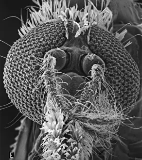 Anopheles gambiae, mosquito