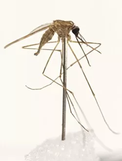 Anopheles Gallery: Anopheles labranchiae, mosquito