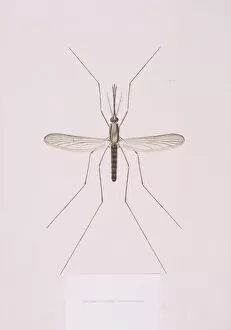 Anopheles Gallery: Anopheles plumbeus, mosquito