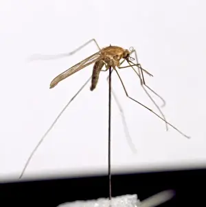 Culicidae Prints: Anopheles sacharori, mosquito