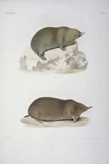 Anourosorex squamipes, mole shrew