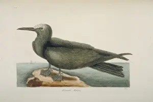Forehead Prints: Anous stolidus, brown noddy