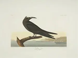 Anous stolidus, brown noddy