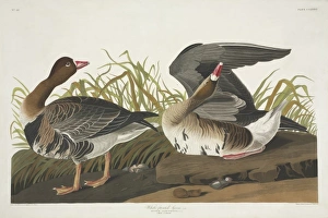 Anser Gallery: Anser albifrons, greater white-fronted goose