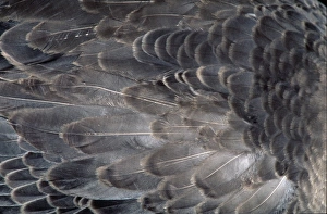 Anser Gallery: Anser anser, greylag goose