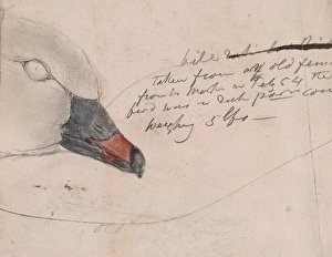 Anser Gallery: Anser brachyhynchus, pink-footed goose