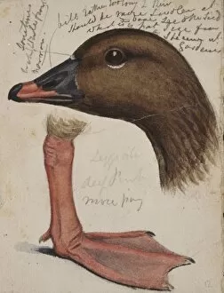 Annotated Collection: Anser brachyrhynchus, pink-footed goose