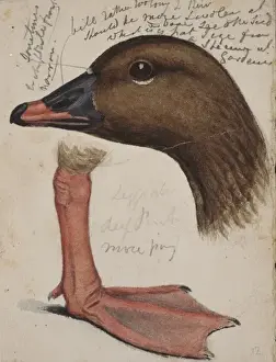 Foot Prints: Anser brachyrhynchus, pink-footed goose
