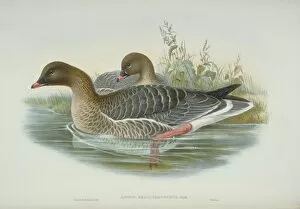 John Gould Gallery: Anser brachyrhynchus, pink-footed goose