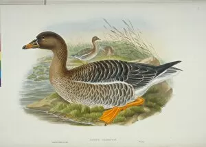 Anatidae Gallery: Anser fabalis, bean goose