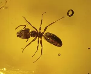 Palaeogene Gallery: Ant in amber
