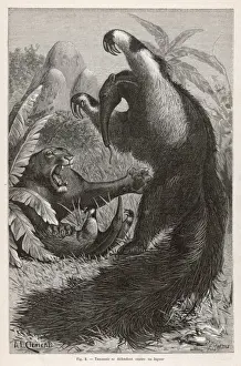 Ant-Eater / A. L. Clement