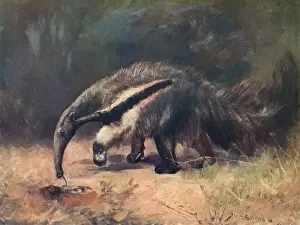 Ant-Eater / Cuthbert Swan