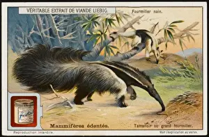 Ant-Eater (Liebig)