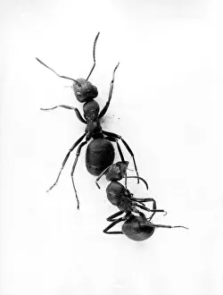 Dead Prints: ANT PULLING ANT