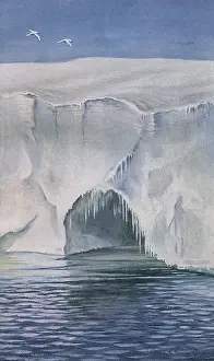 Antarctic / Cape Crozier