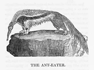 Counting Prints: Anteater (Bewick)