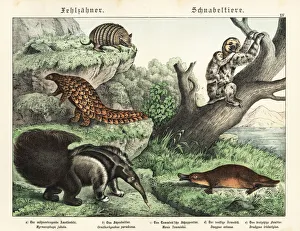 Anteater Gallery: Anteater, pangolin, armadillo, sloth and platypus