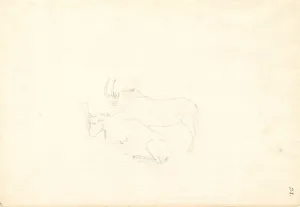 Forster Collection: Antelope
